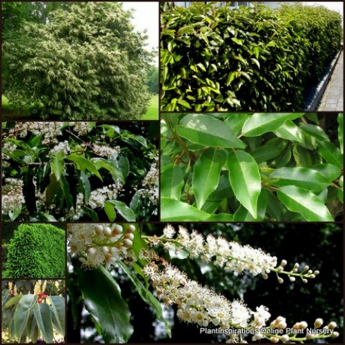 Cherry Laurel Portuguese x 1 Plant Scented White Flowering Hedge Screening Hedging Shrubs Trees Portugal Garden Flowers Prunus lusitanica